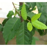 Afrička šljiva (Prunus Africana) - čudnovato medicinsko stablo