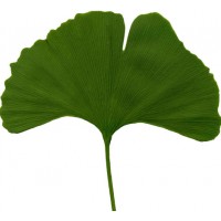 Ginko ( Ginkgo ) Biloba 